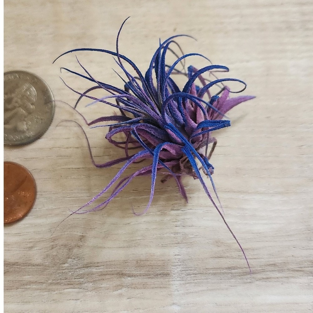 Purple Blue‎ Color Treated Dried Airplant Small Tillandsia Botanical Decor